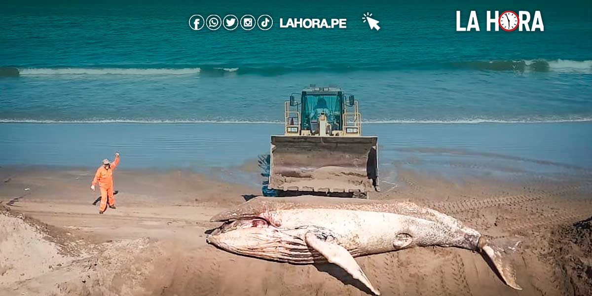 Talara entierran a ballenato que varó en la caleta San Pedro La Hora