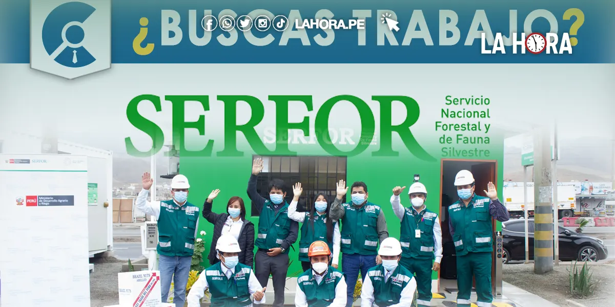 Convocatoria de trabajo Serfor 2024: ¿Cómo postular y ganar hasta S/ 10 mil?