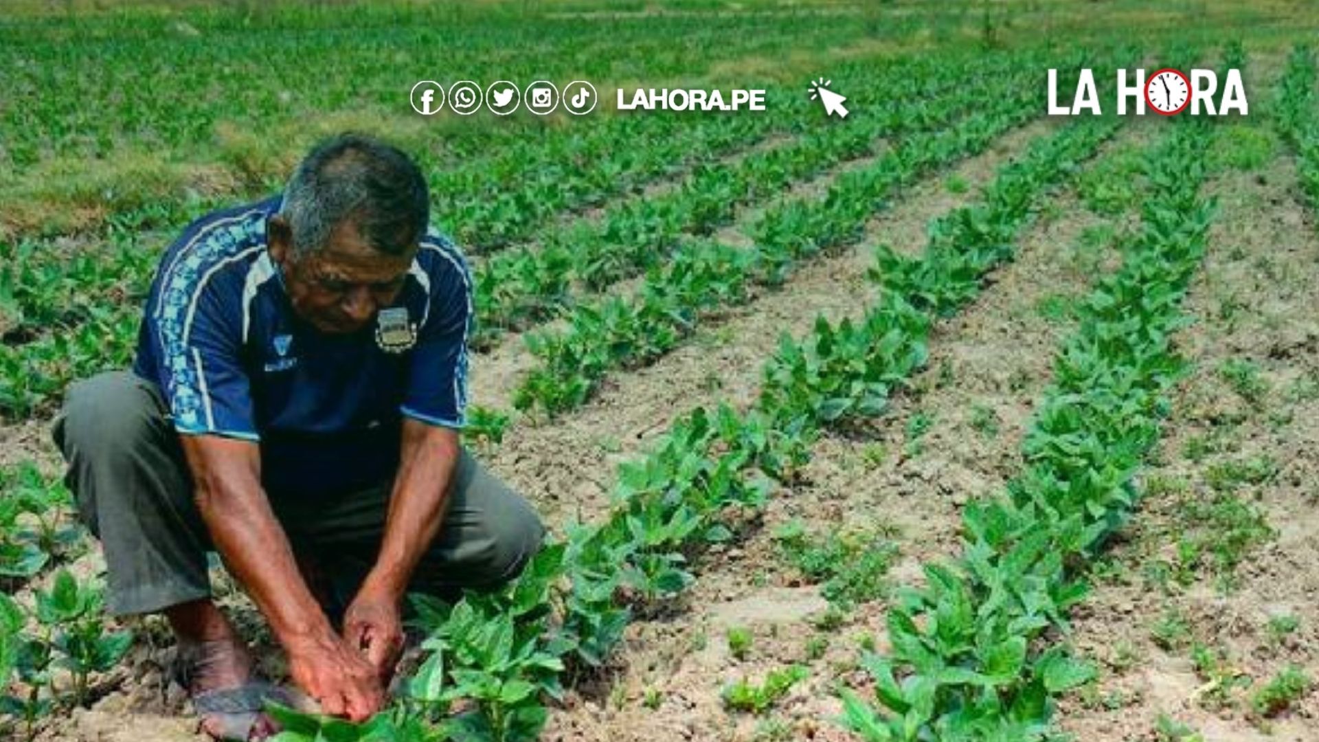 Bono Agrícola 2025: Consulta, beneficiarios y proceso de solicitud