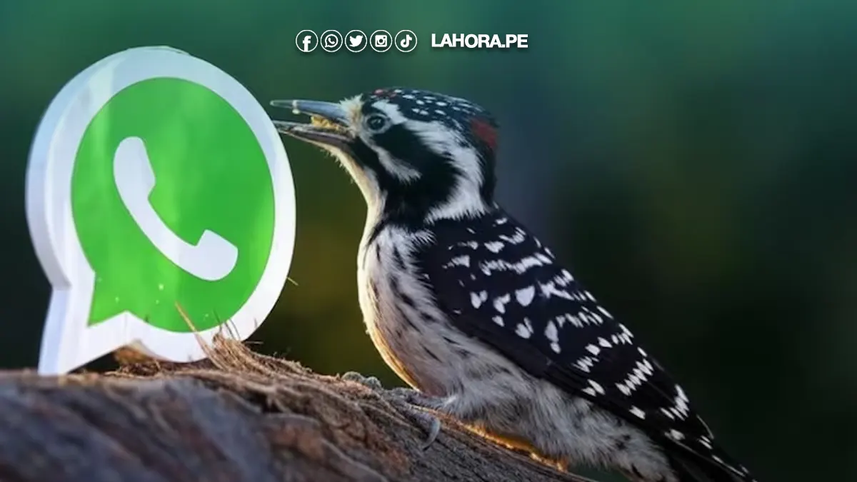 ¿Cómo activar el “modo pájaro carpintero” en WhatsApp? Descúbrelo aquí