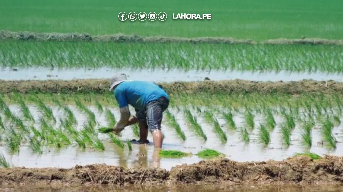 Piura: Productores descartan  la siembra de arroz