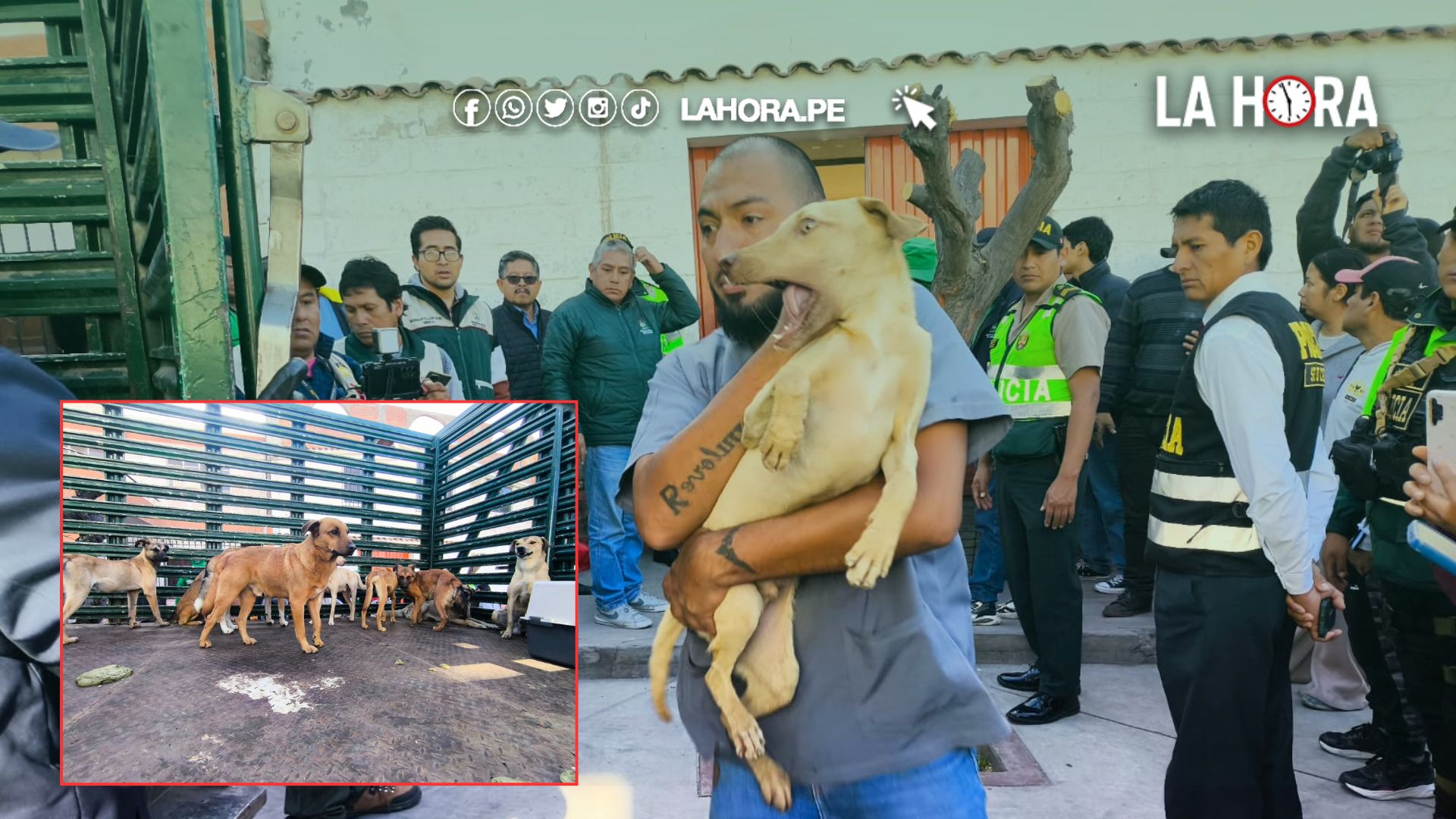 Arequipa: Rescatan a más de 30 perros en condiciones deplorables en Cerro Colorado