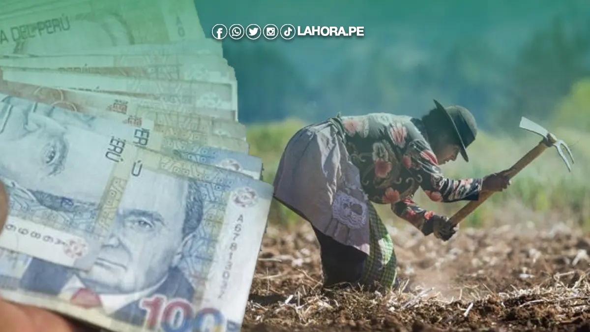Seguro agrario link para consultar 2025: Consulta con DNI